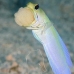 jawfish_yellowhead_dw_wc_v_0046_tci1871.jpg